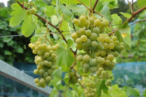 wine7